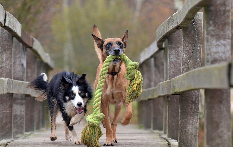 perros jugando