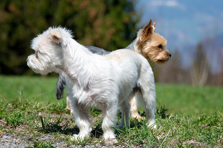 perros pequeños jugando