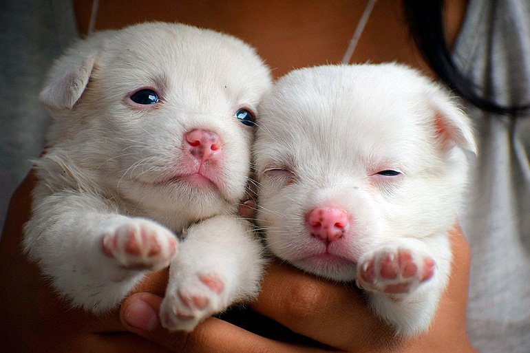 cachorritos recien nacidos