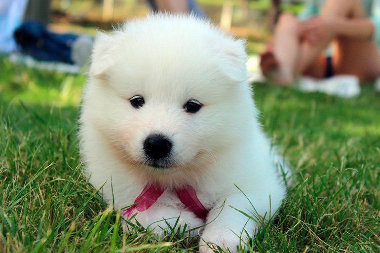 cachorro-de-samoyedo