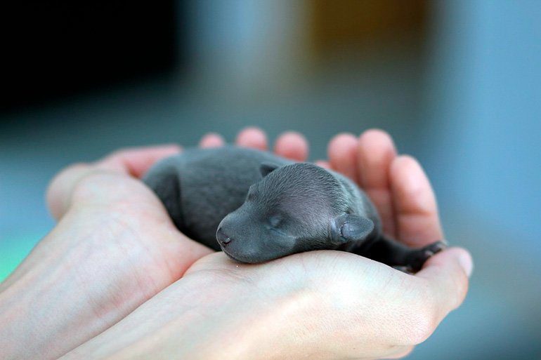 cachorro recien nacido en manos de su humanoç