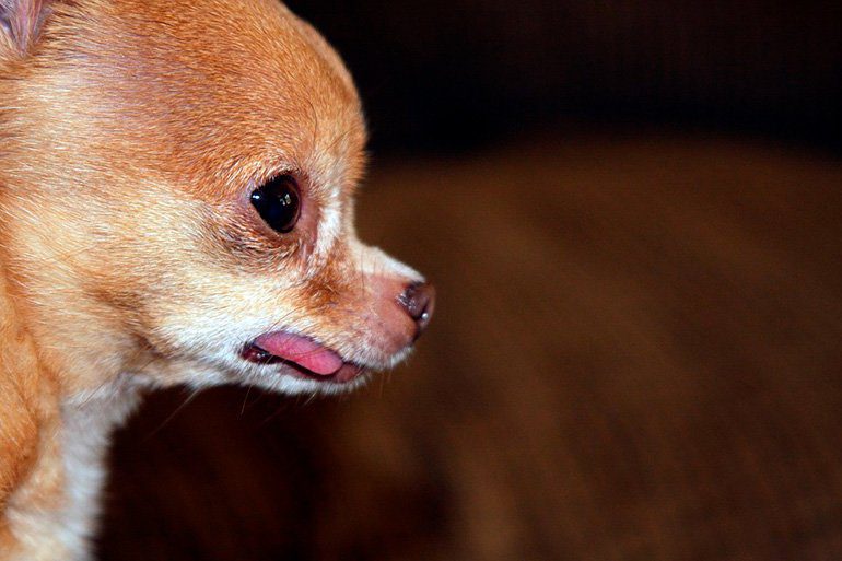 chihuahua con Hidrocefalia