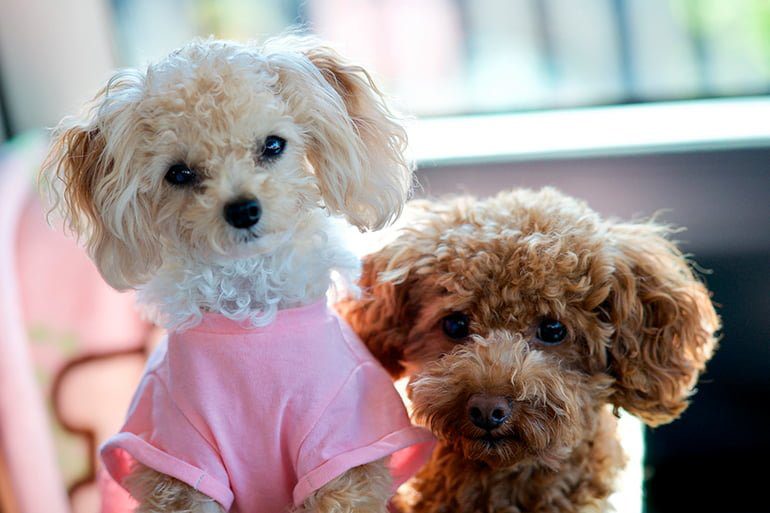 dos perritas