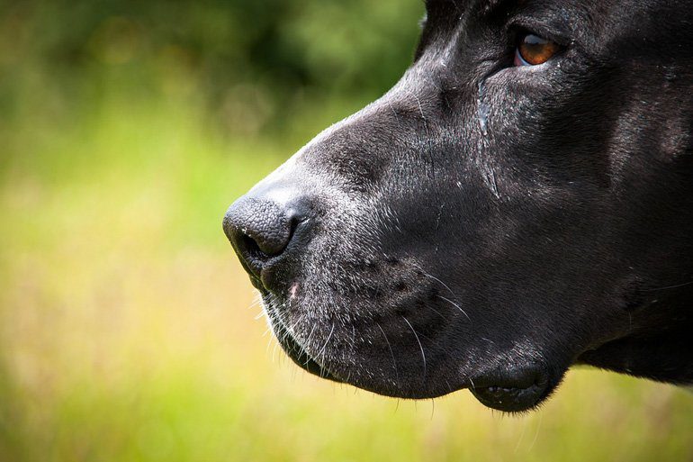físico de un pitbull