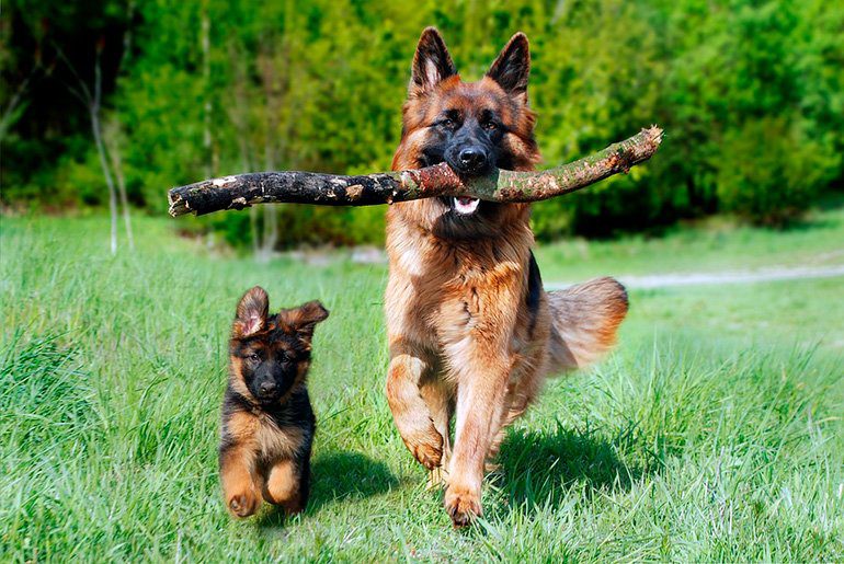 pastor alemán corriendo junto a cachorro