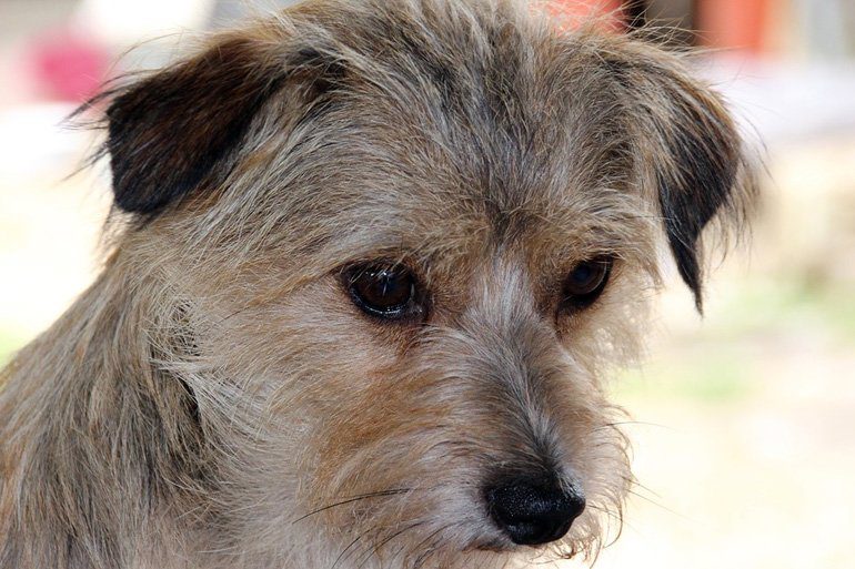 perrito enfermo