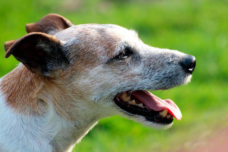 perro anciano con lupus