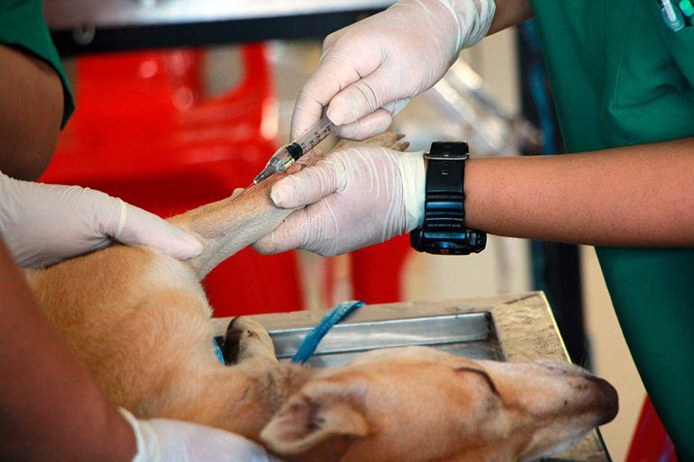 perro anestesiado en clínica veterinaria