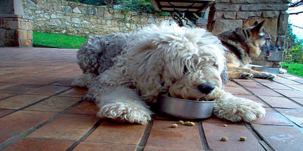 perro comiendo