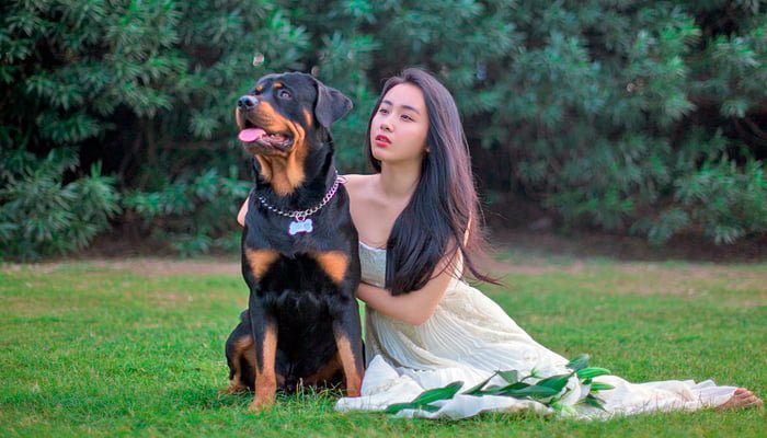 perro con la novia