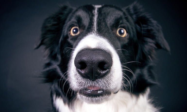 perro de frente