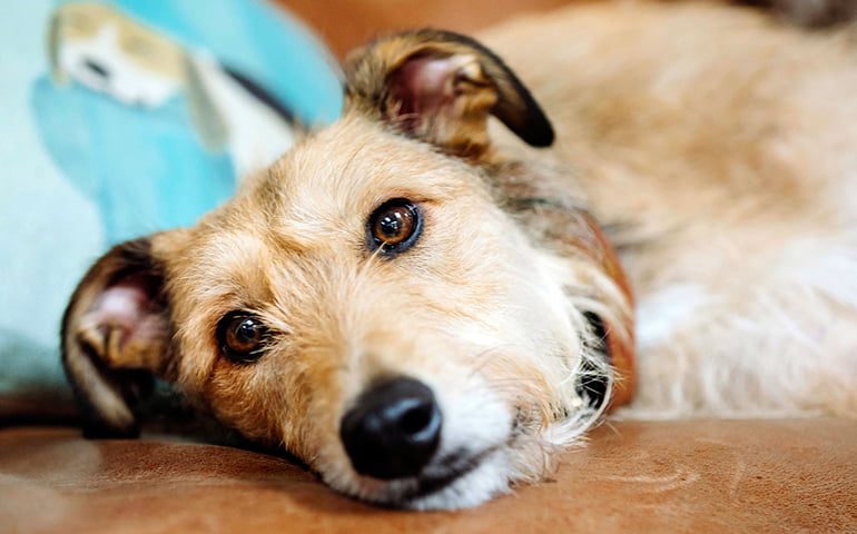 perro enfermo de parvovirus