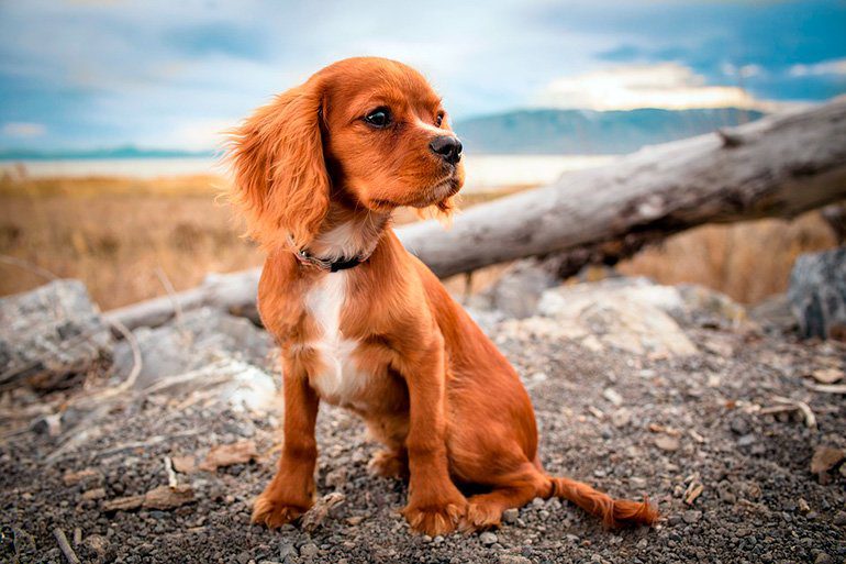 perro joven con debilidad en las patas traseras