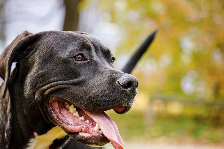 perro pitbull en la calle
