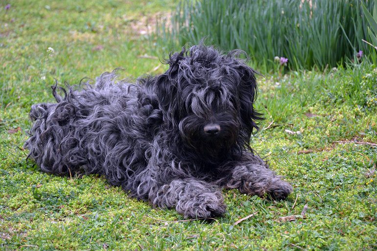 perro puli