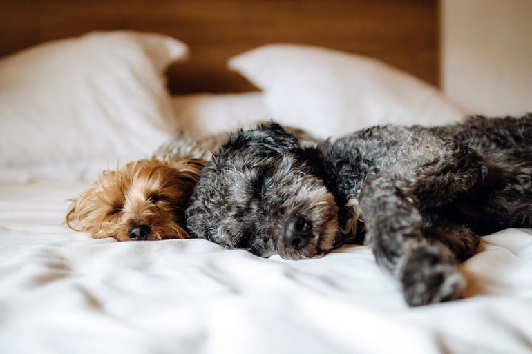 perros durmiendo sobre una cama