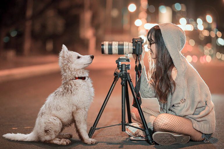 perros en video