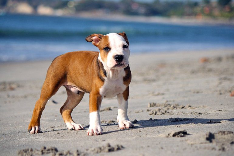 pitbull cachorro
