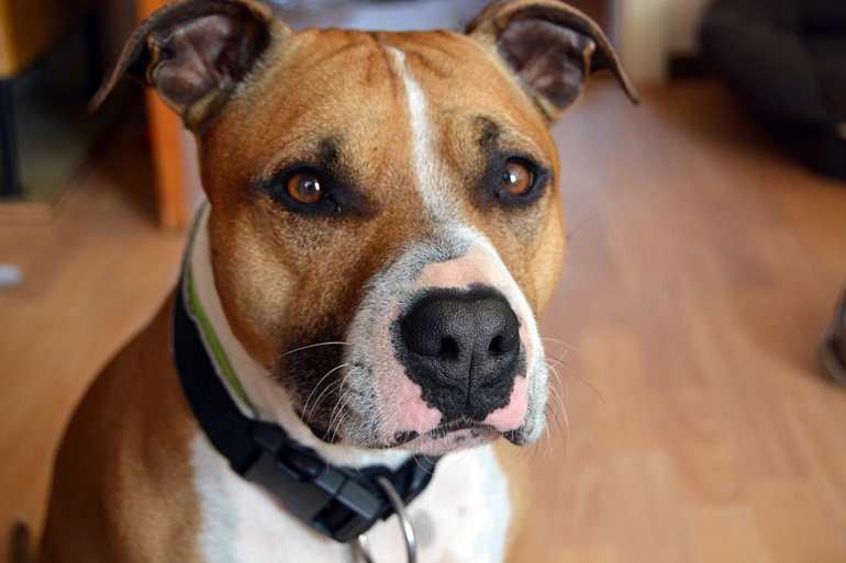 pitbull terrier
