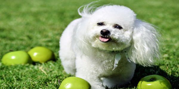 perro bichón frisé blanco
