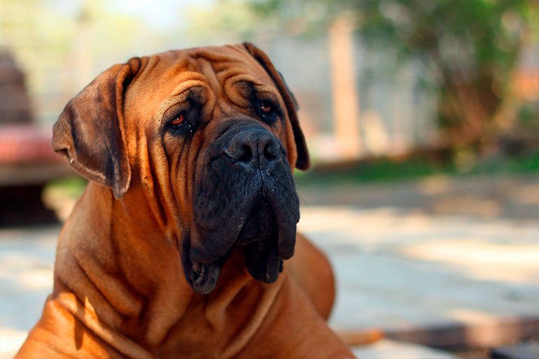 boerboel mastin