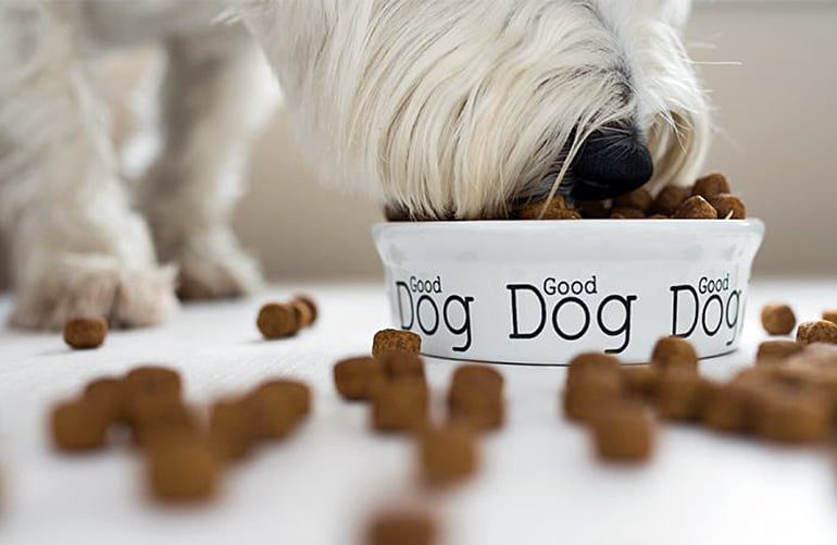 perro comiendo su comida