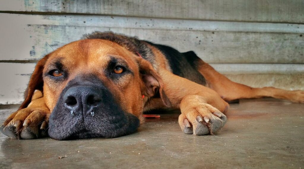 perro con Traqueobronquitis aguda