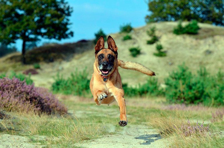 perro corriendo