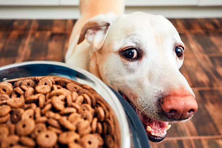 perro esperando su ración diaria de comida