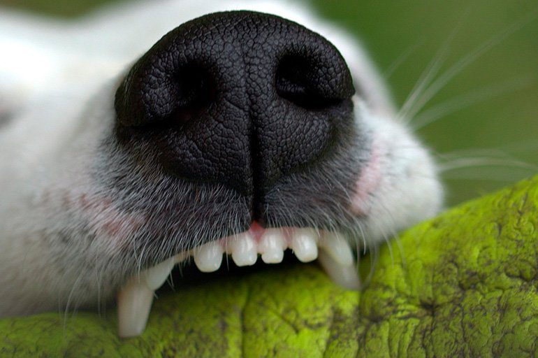 perro mordiendo un juguete