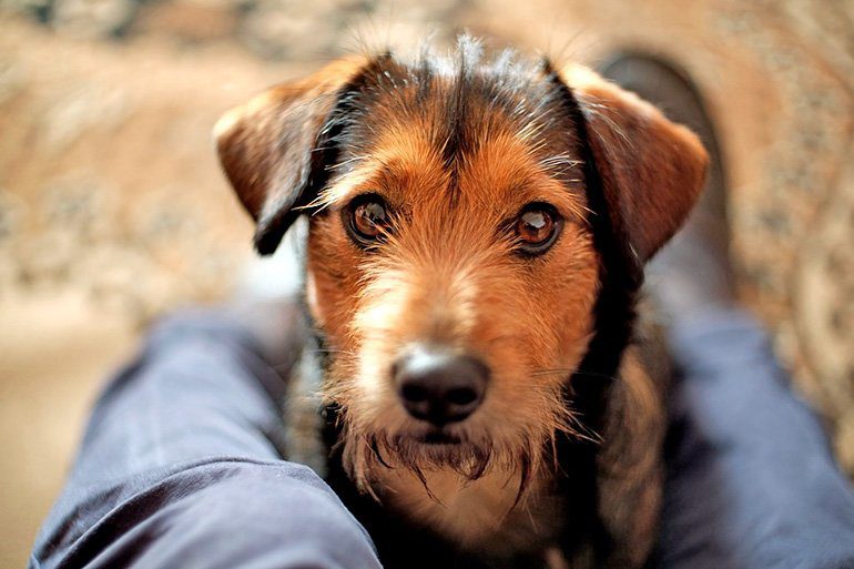perro