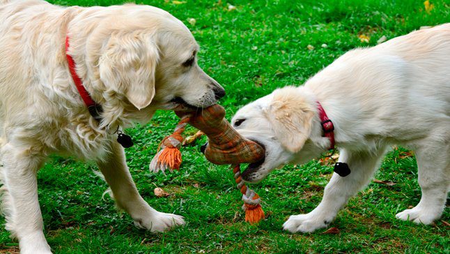 perros jugando