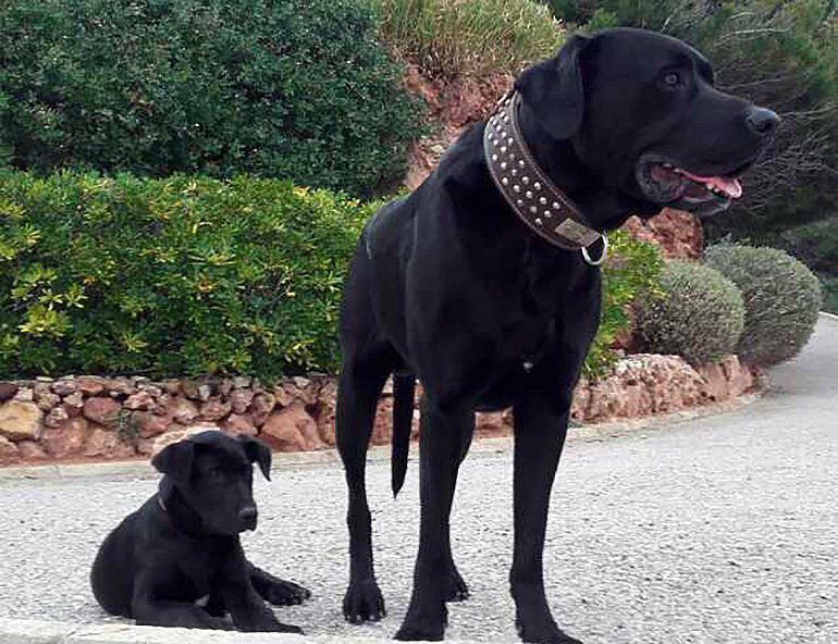 Pastor-mallorquín-con-cachorro