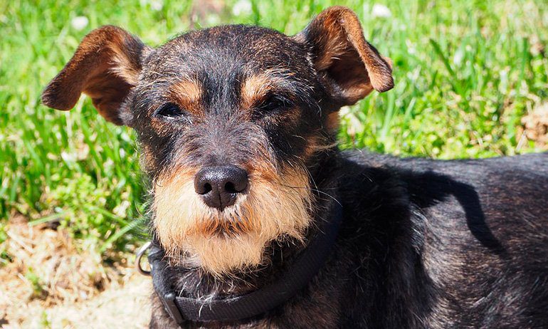 Schnauzer miniatura