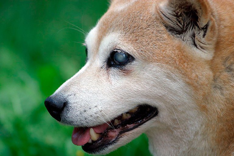 perro ciego