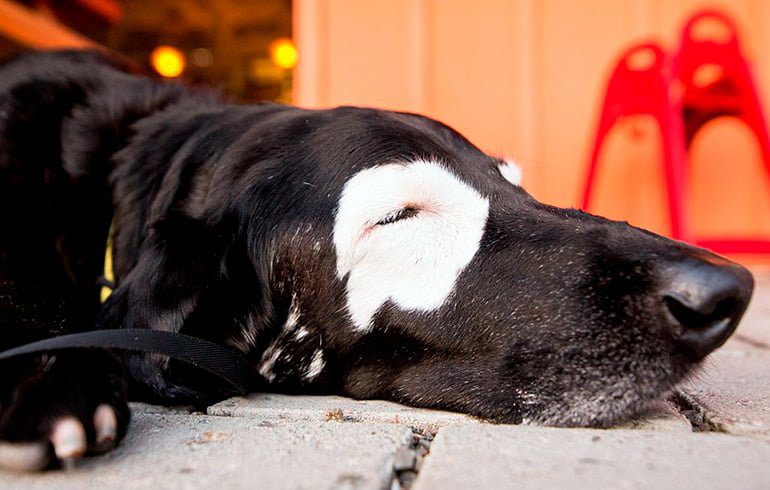 perro con cara despigmentada