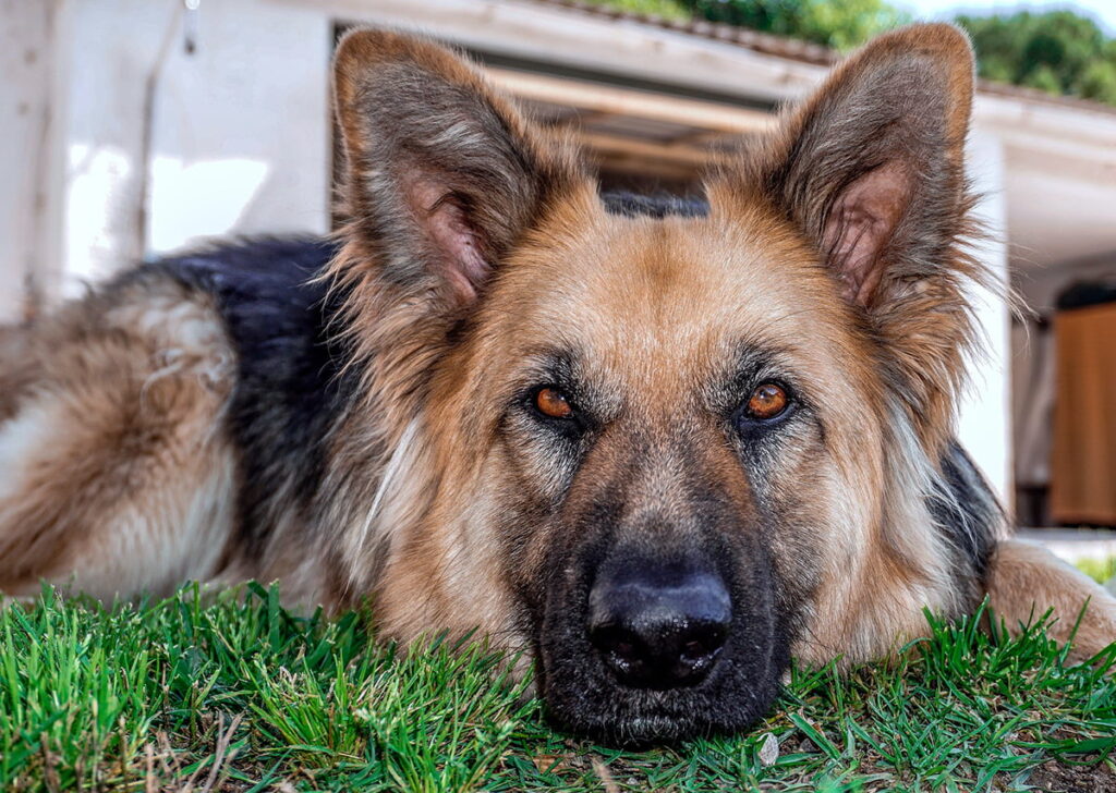 perro con transtorno psicologico