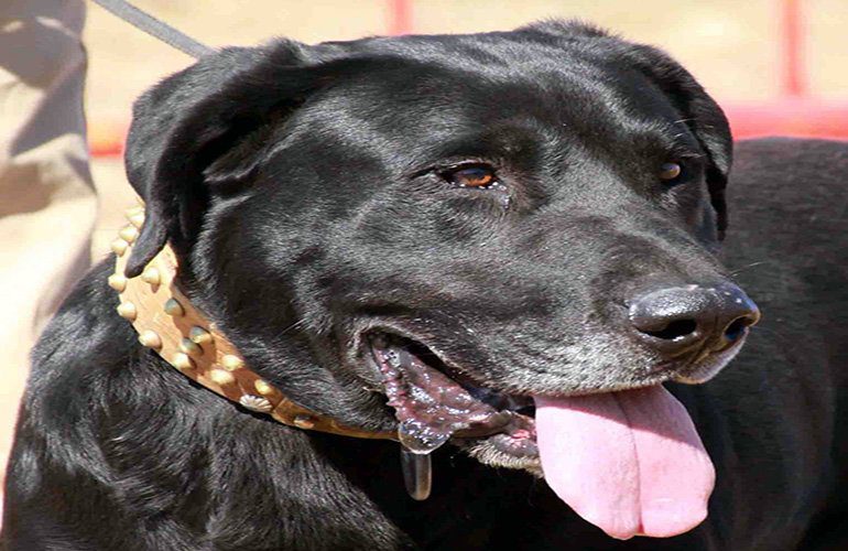 perro pastor mallorquín