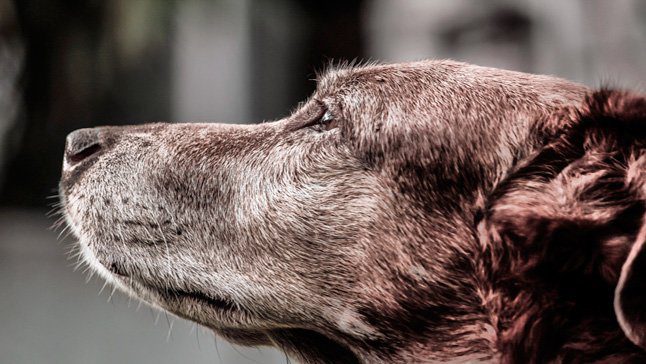 perro viejo