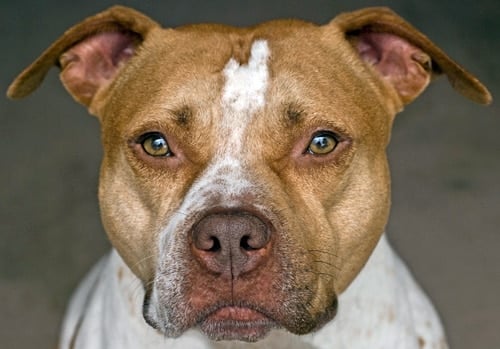 perro pitbull