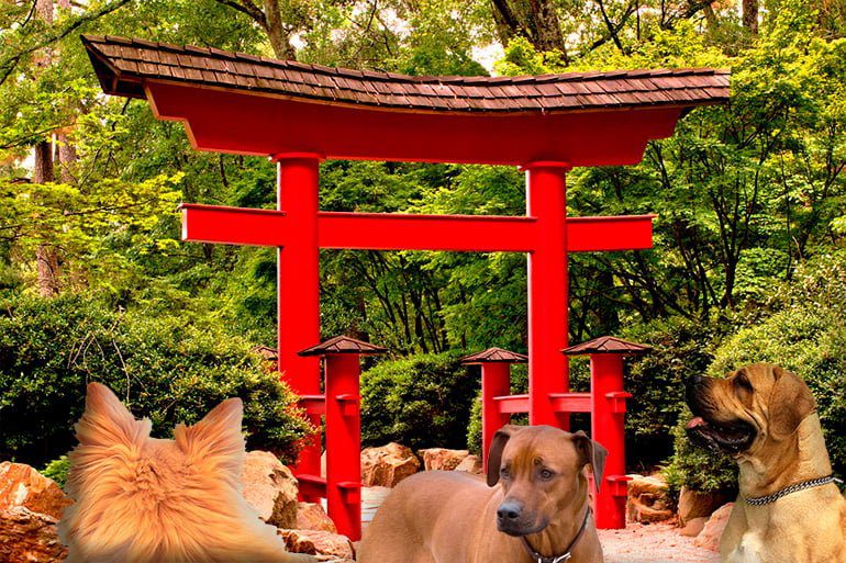 tori japonés