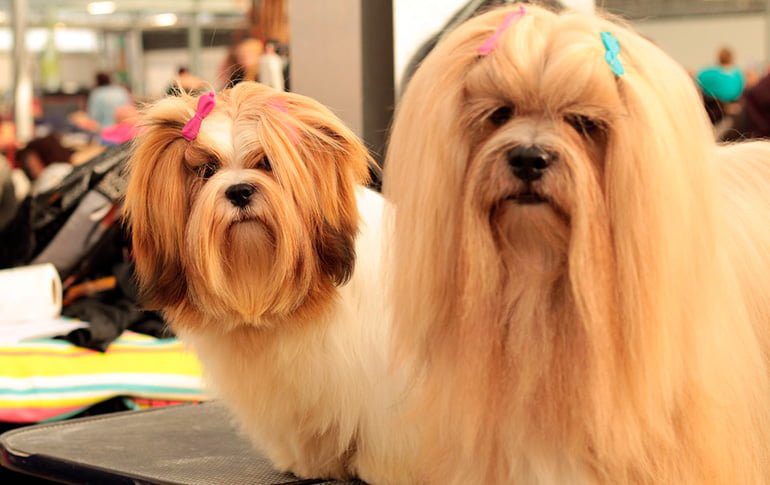 Lhasa-Apso