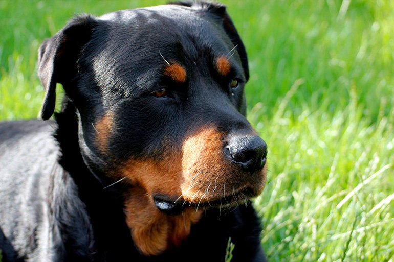 Rottweiler-alemán
