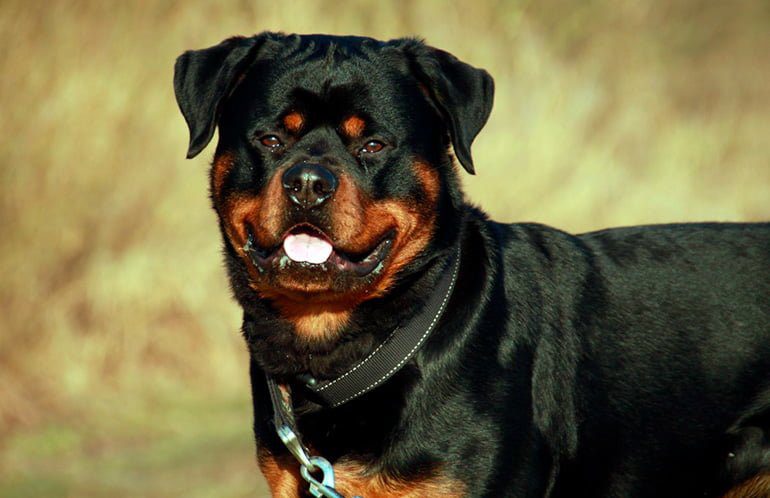 Rottweiler-americano