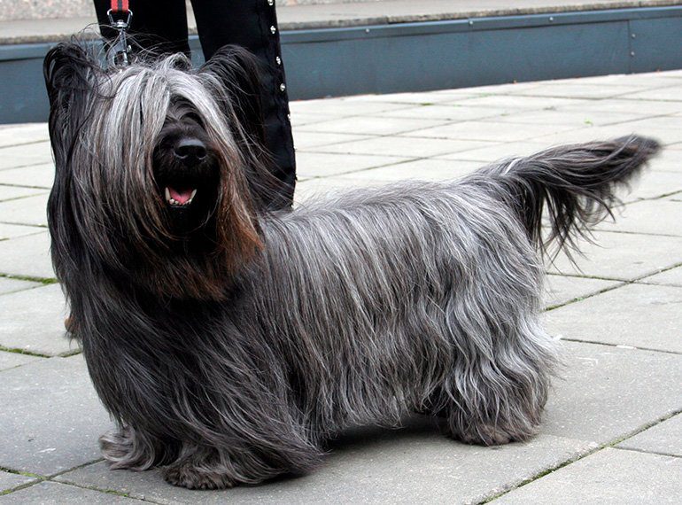 Skye-Terrier