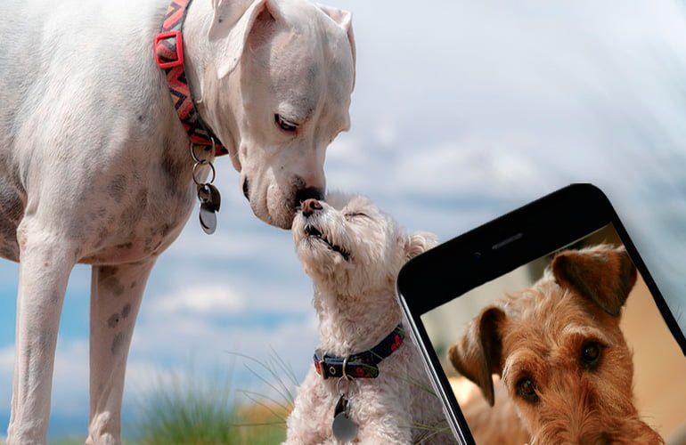 apps para perros