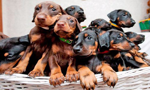 cachorros de pinscher