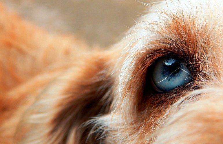 ojo de perro 1