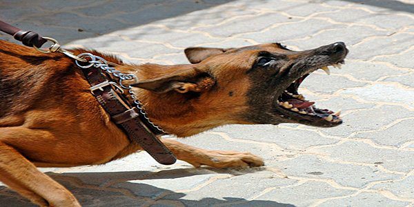 perro atacando