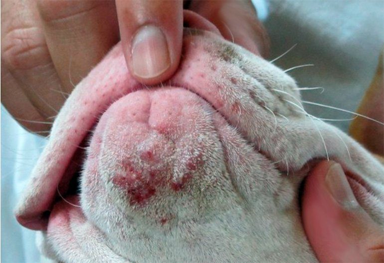 perro con acné